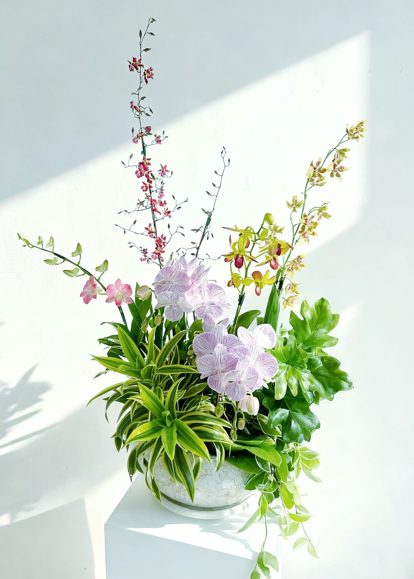 淺色盆器中多種蘭花與綠葉交織的雅緻植栽作品
